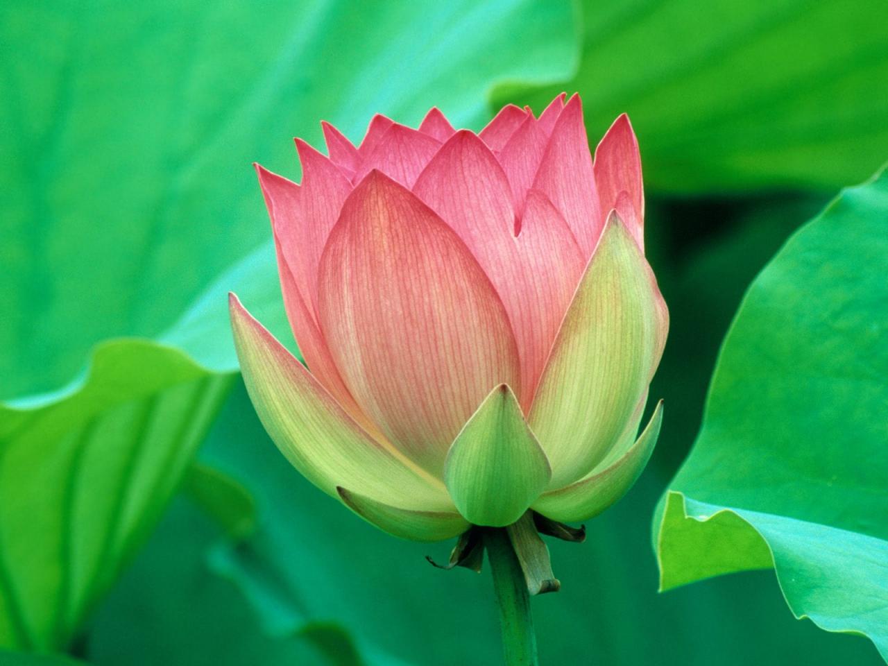обои Lovely Lotus Flower фото