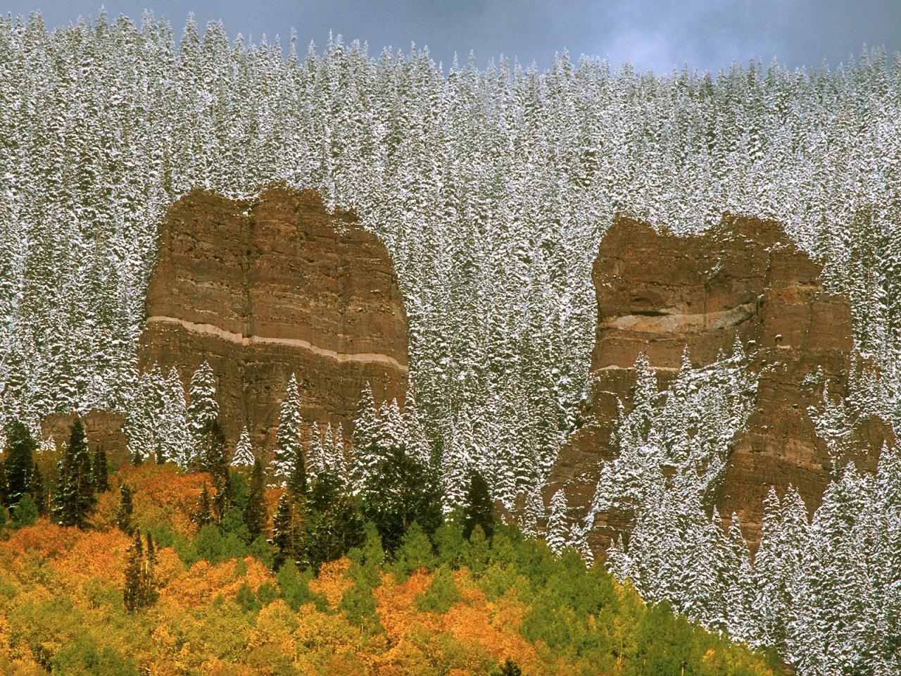 обои Snow-Covered Trees, Colorado фото