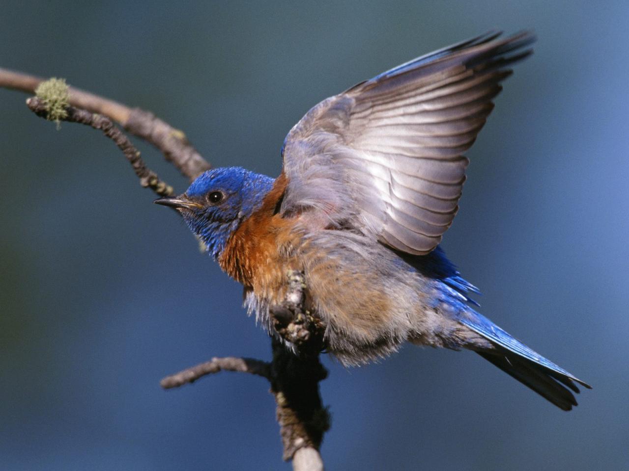 обои Western Bluebird фото