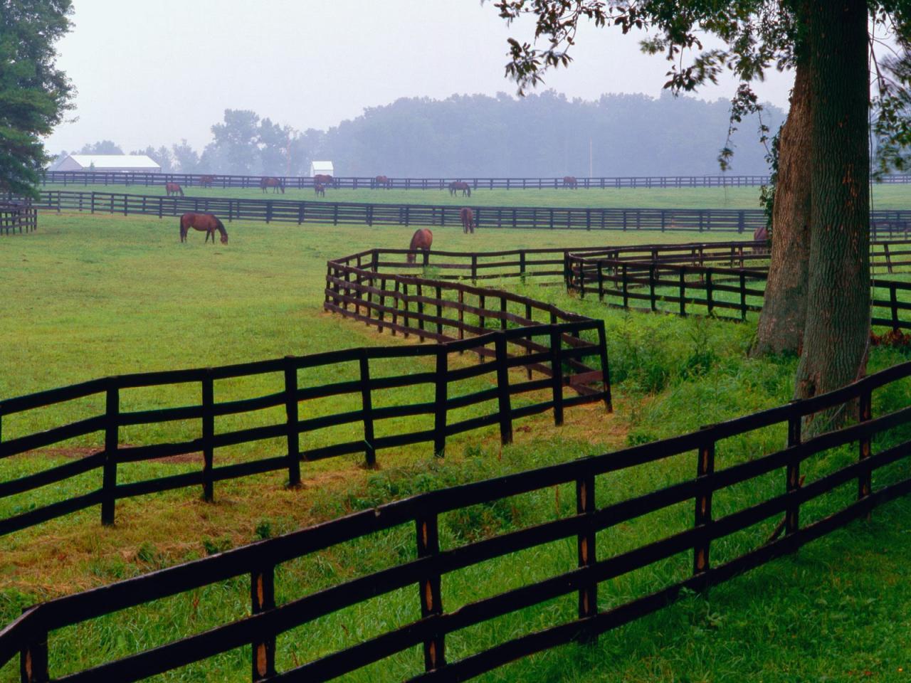 обои Horse Farm, Goshen, Kentucky фото