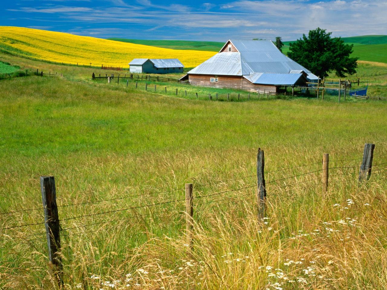 обои Mustard Flowers on Farm, Washington фото