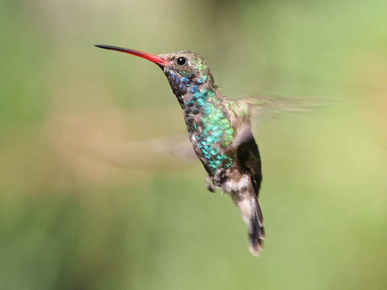 обои Broad-billed Hummingbird фото