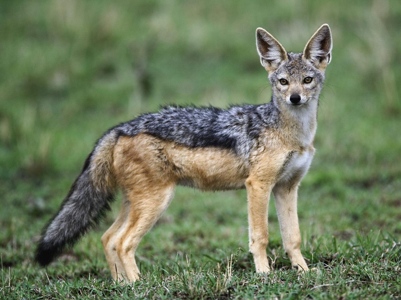 обои Adult Black-Backed Jackal фото