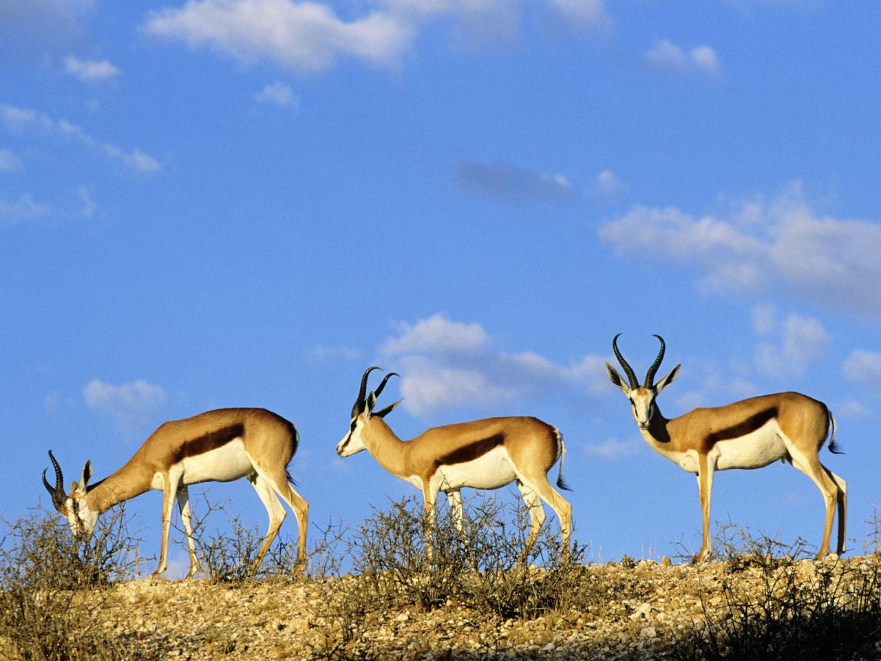 обои Springboks, Kgalagadi Transfrontier Park, Kalahari, South Africa фото