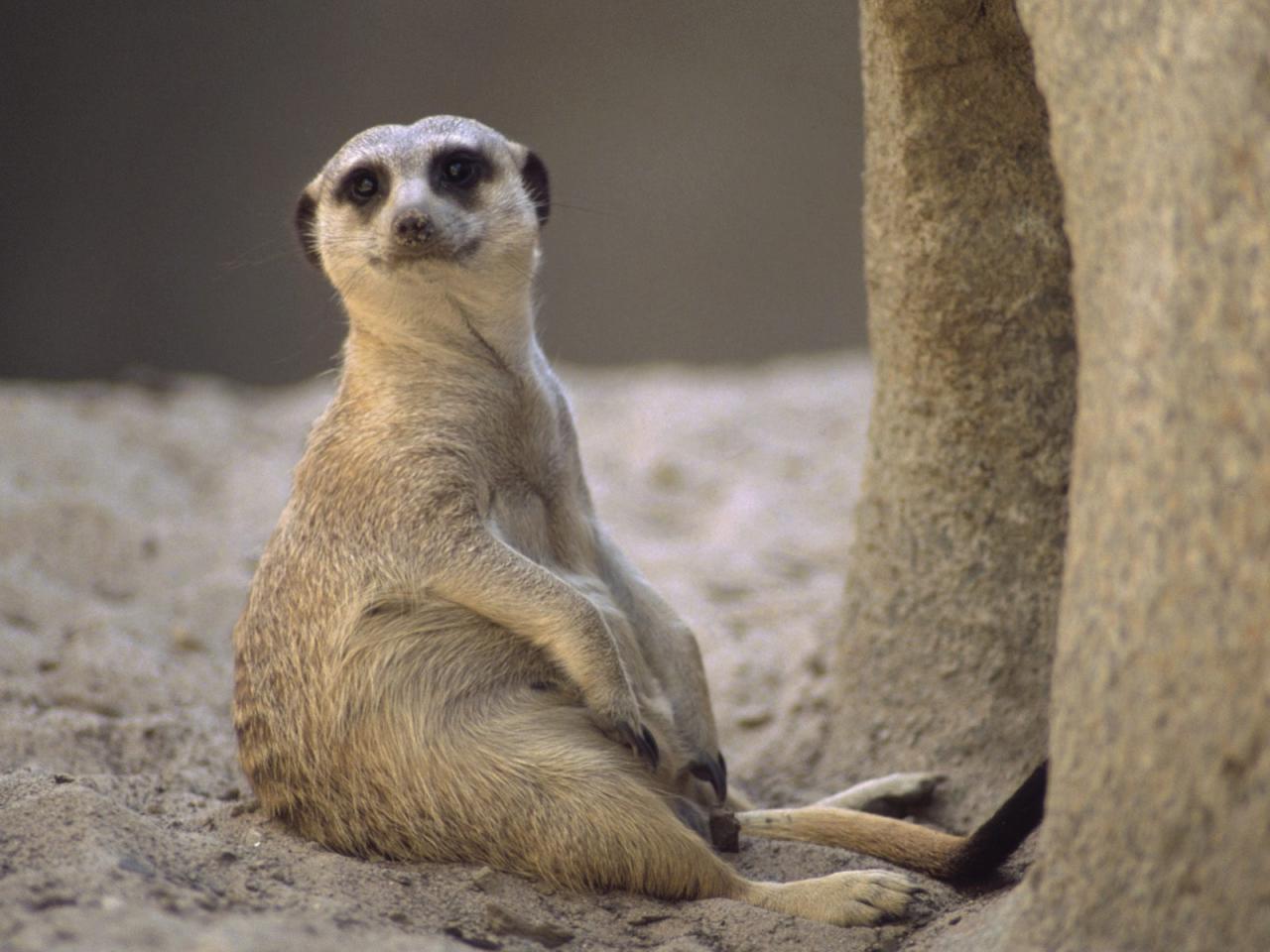 обои Taking a Load Off, Meerkat фото