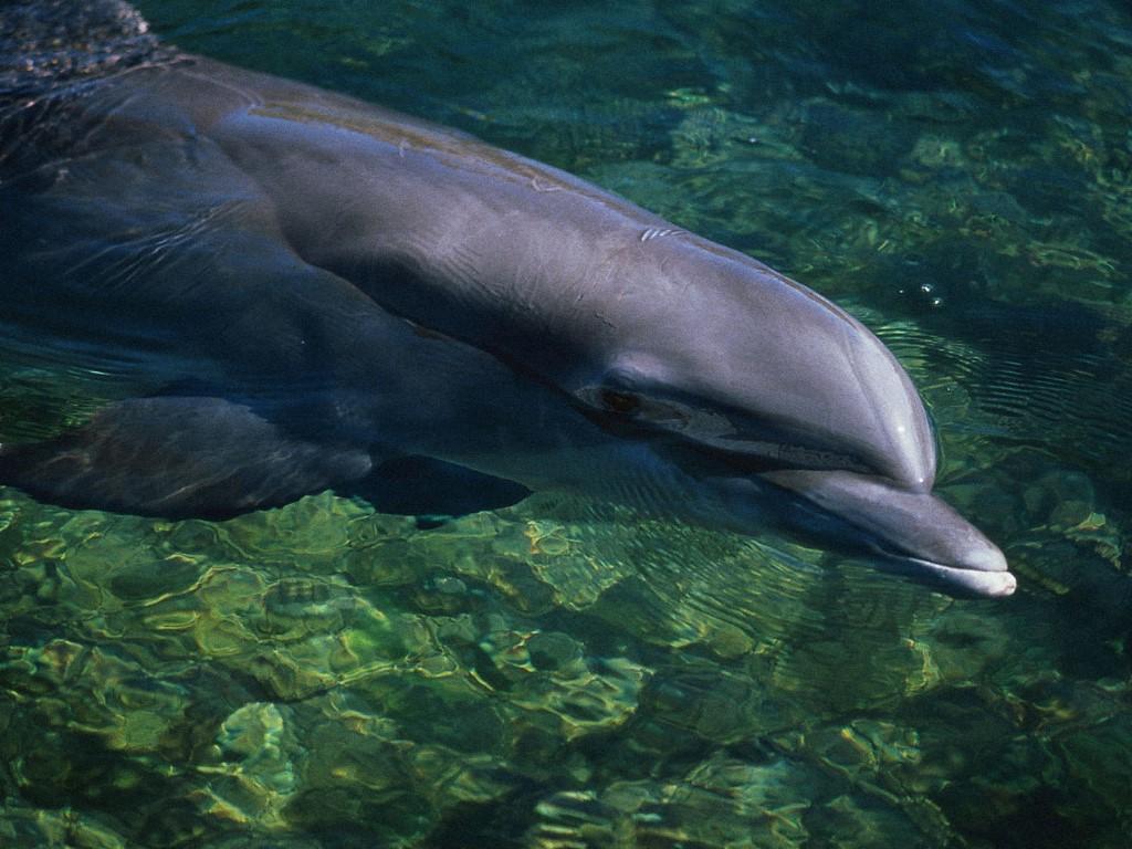 обои Красивый дельфин фото