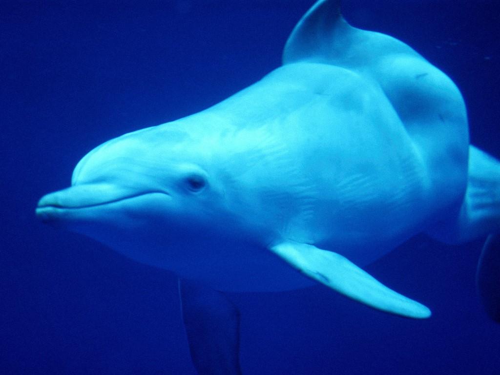 обои Белый дельфин фото