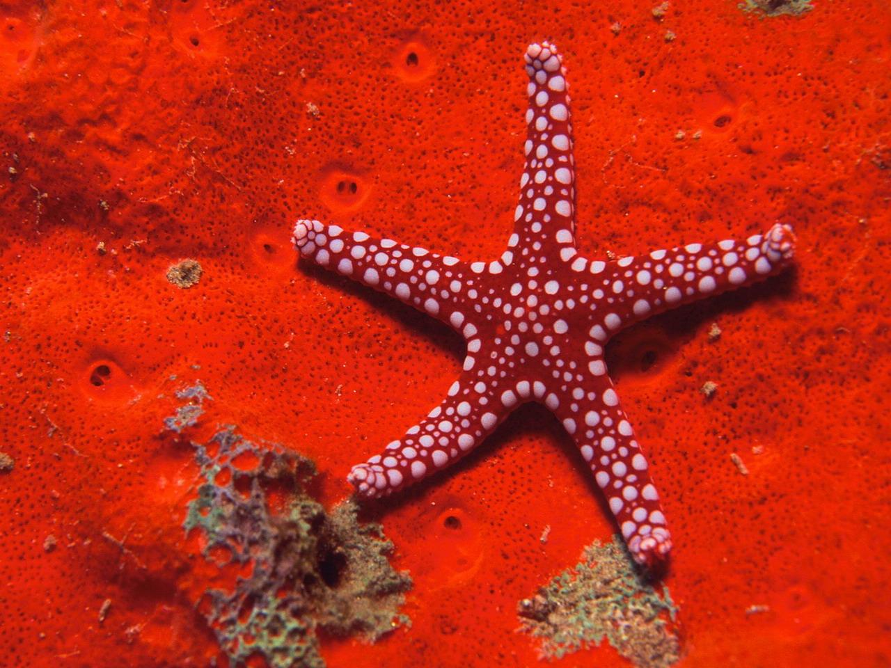 обои Подводная звезда фото