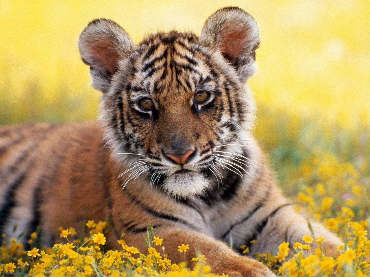 обои Tiger Cub фото