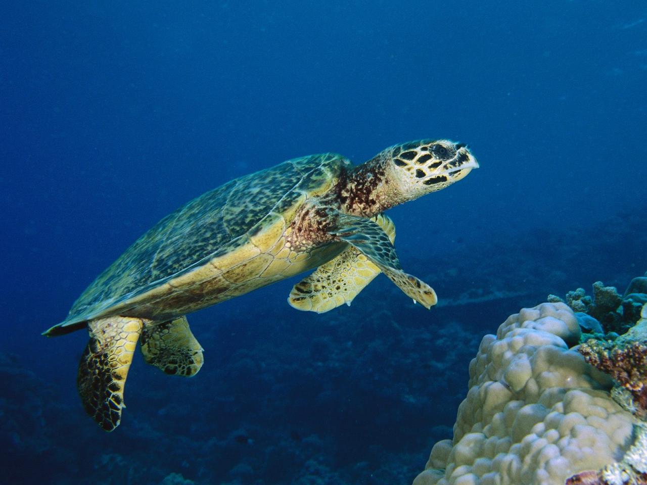 обои Hawksbill Turtle, Malaysia фото