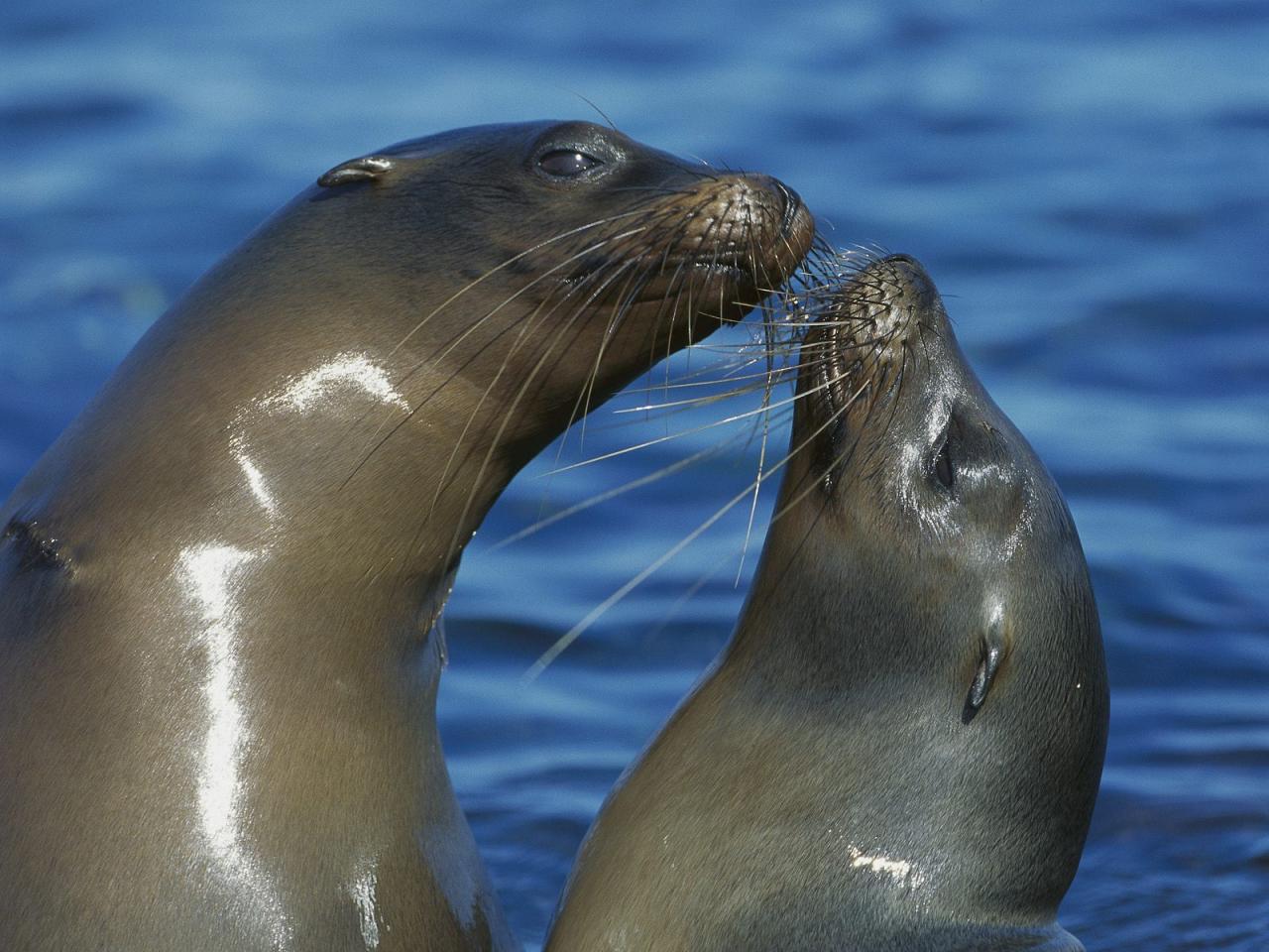 обои Galapagos Sea Lions, Punta Espinosa, Fernandina Island, Galapagos фото