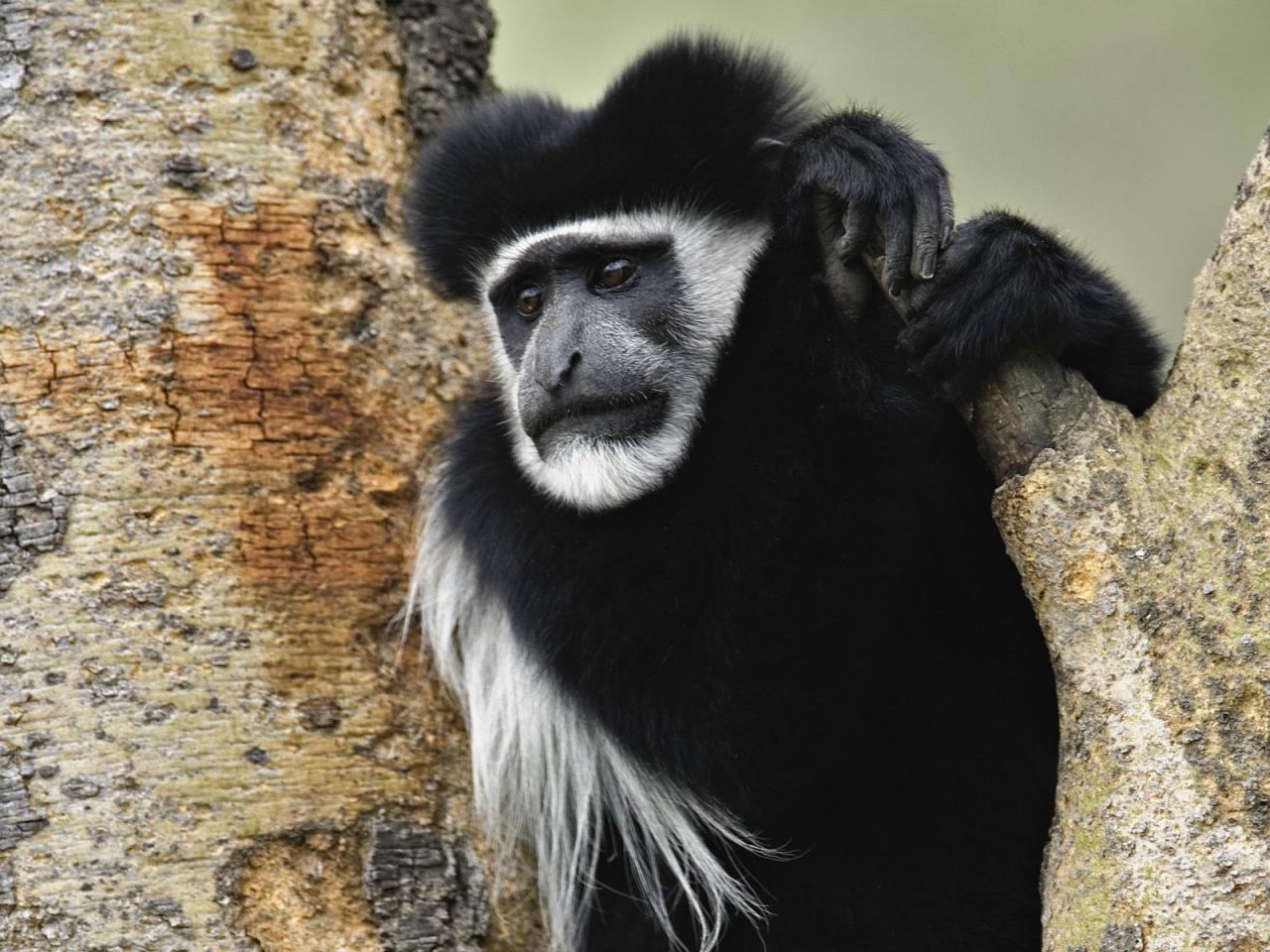 обои Abyssinian Black and White Colobus Monkey, Lake Nakuru National Park, Kenya фото