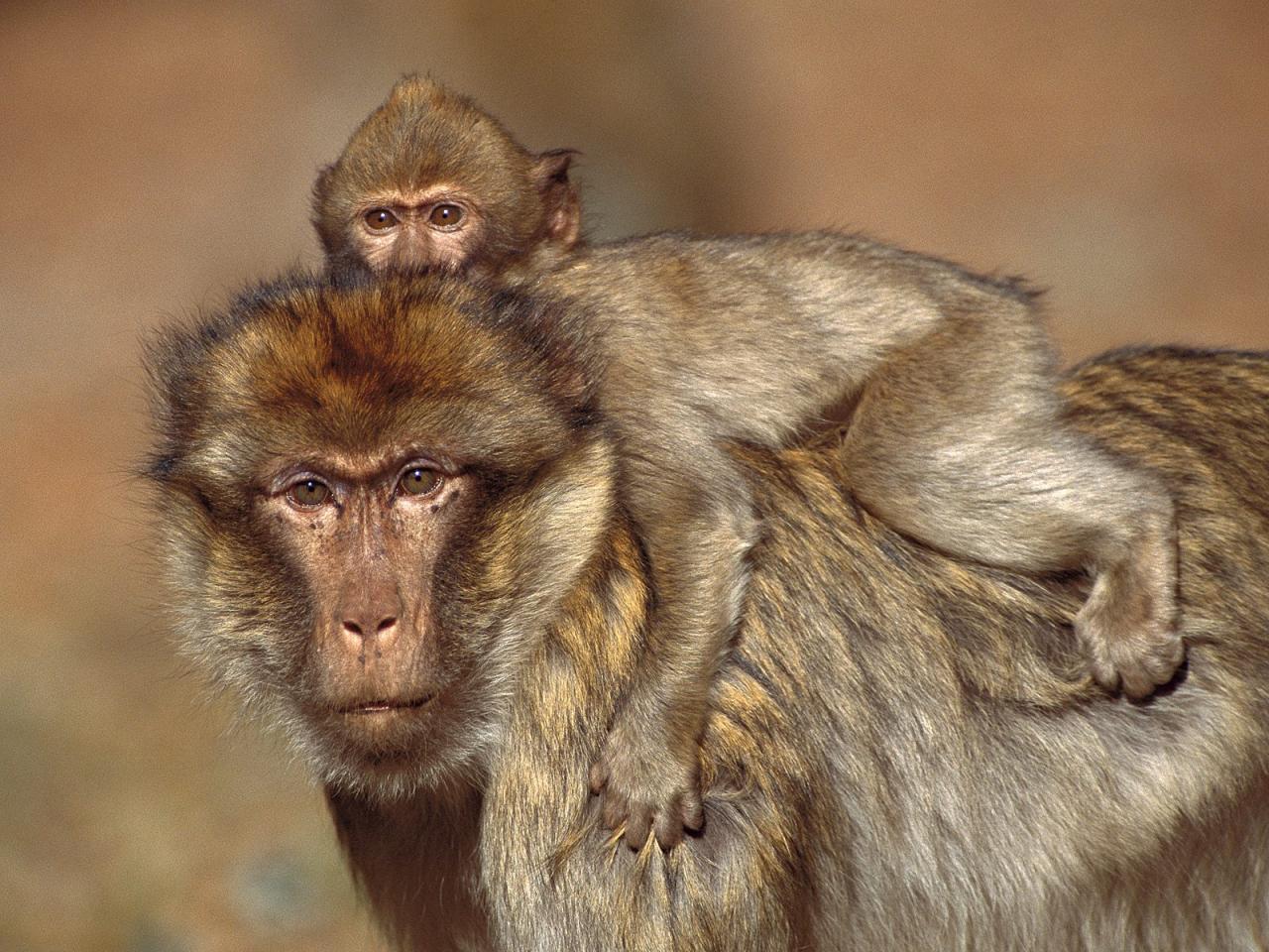 обои Barbary Macaques, Morocco фото