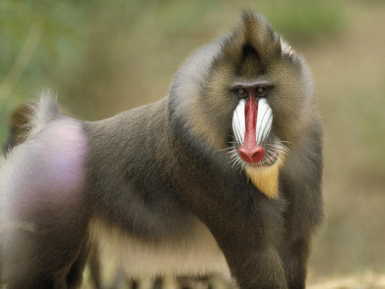 обои Mandrill, Africa фото