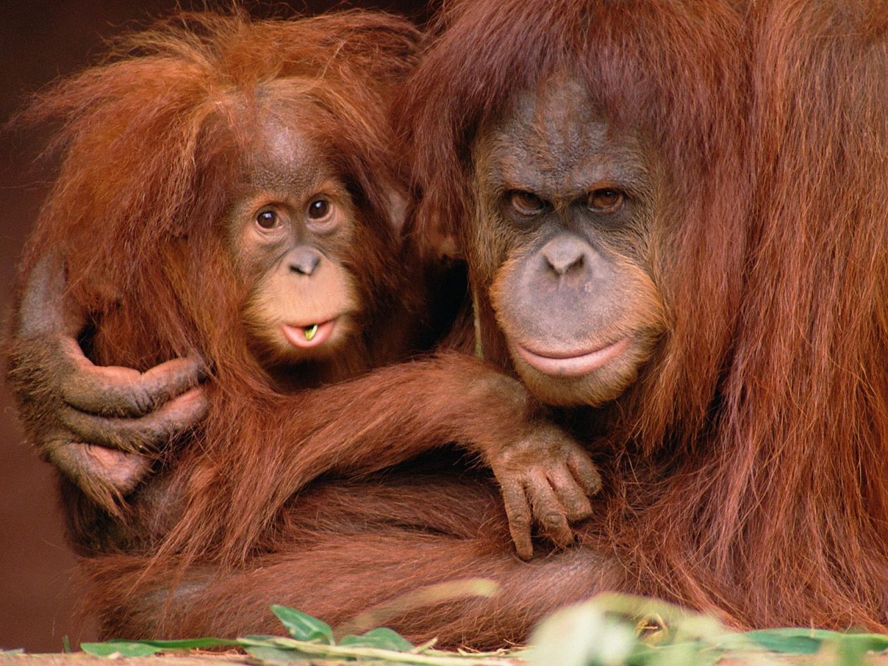 обои Very Protective, Orangutans фото