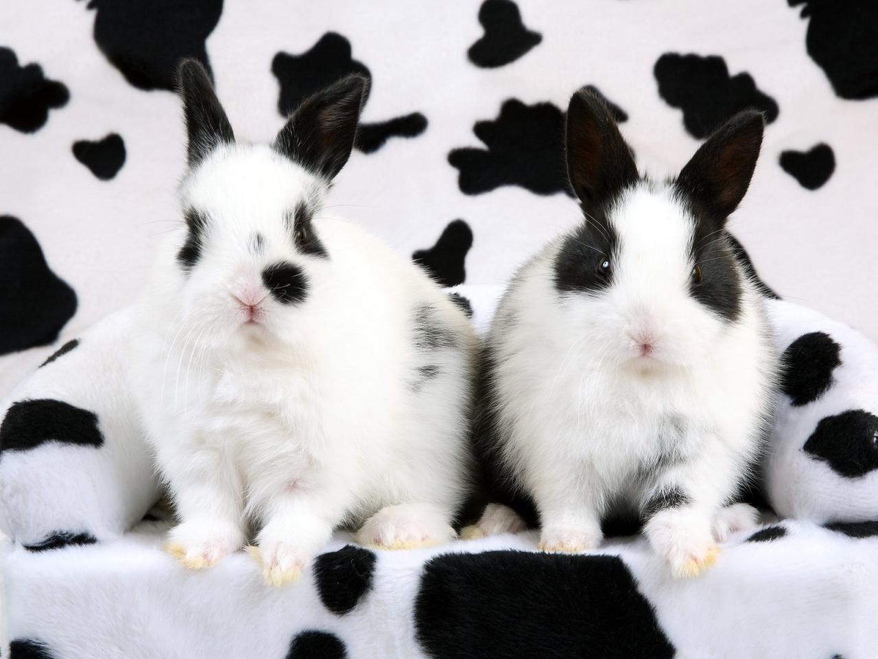 обои Spotted Rabbits фото