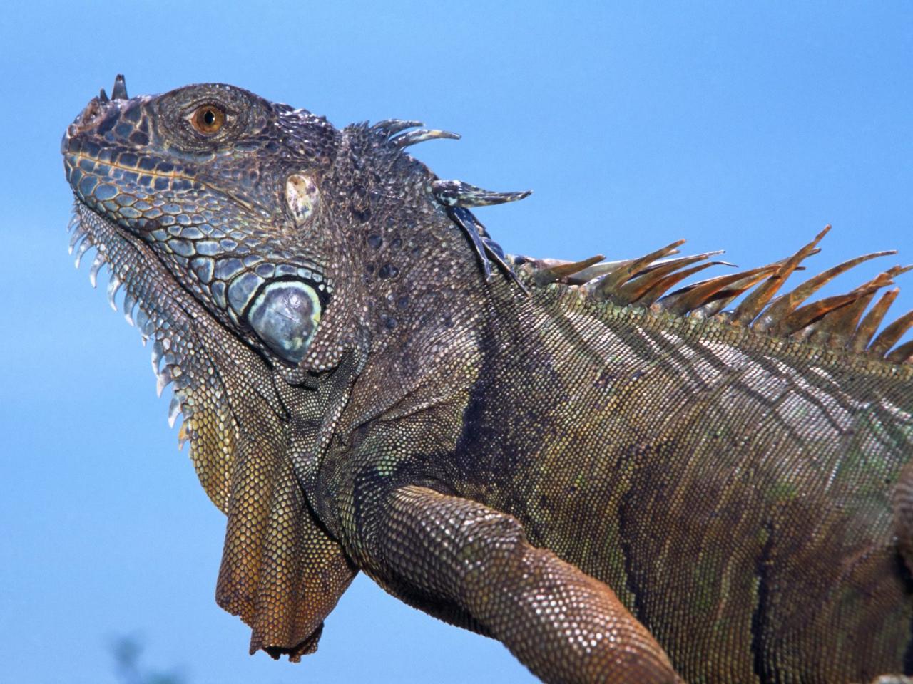 обои Adult Green Iguana фото