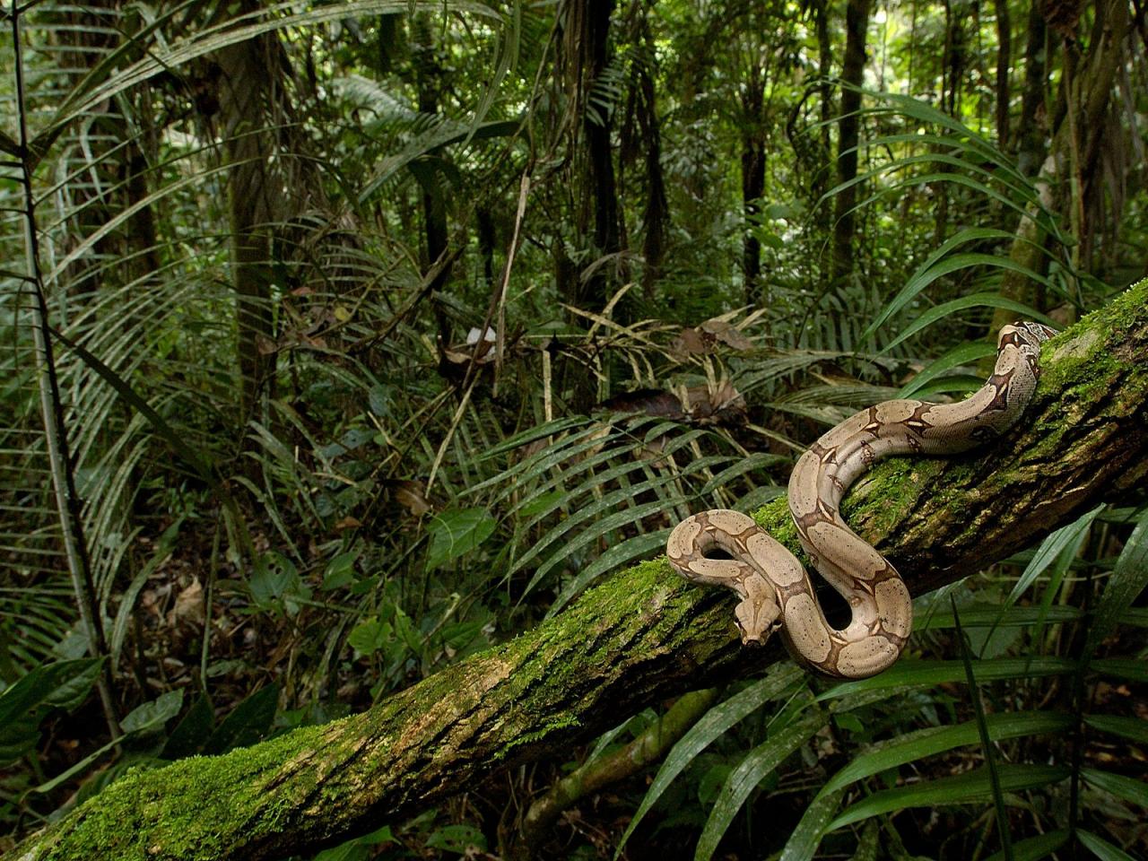 обои Boa Constrictor in the Rainforest, South America фото