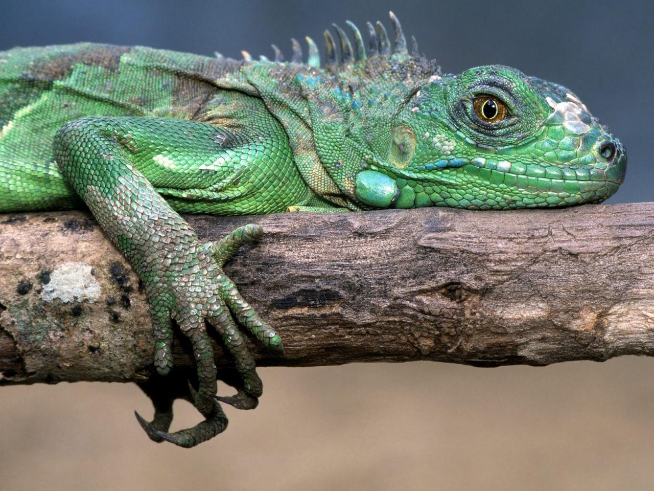 обои Green Iguana фото