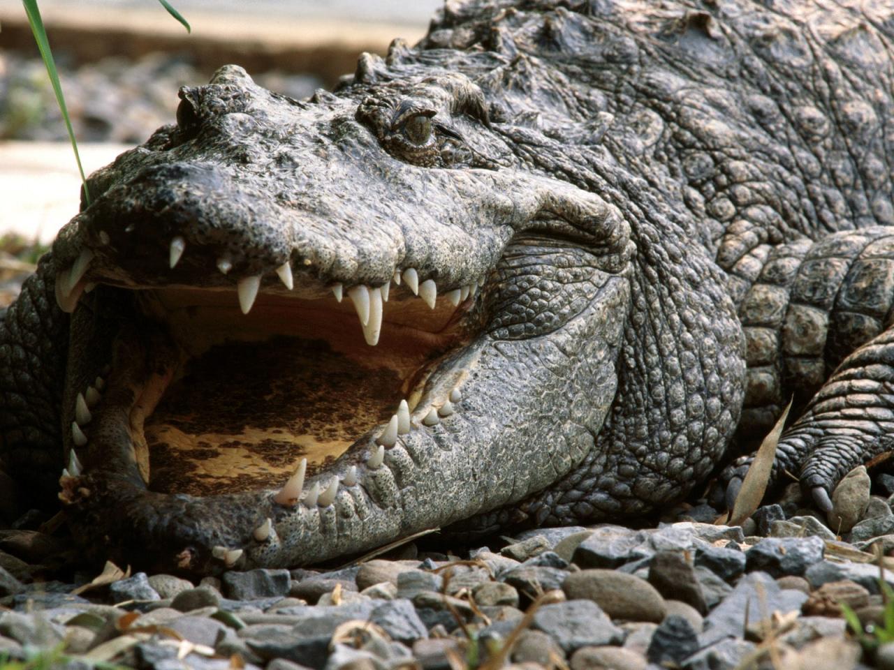 обои Siamese Crocodile, Vietnam фото