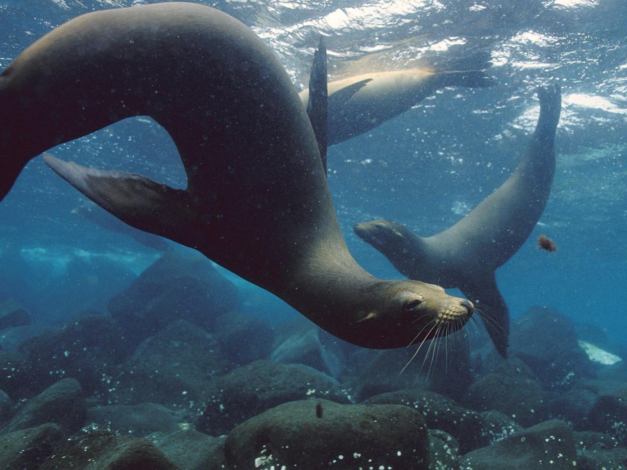 обои Galбpagos Sea Lions, Galбpagos Islands фото