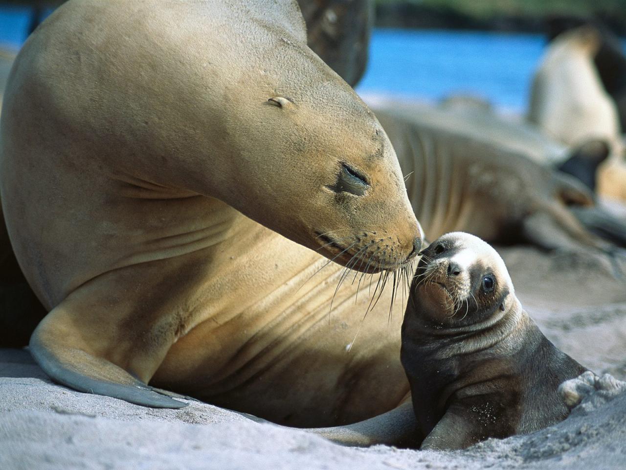 обои Sea Lion Smooch, Auckland Islands, New Zealand фото