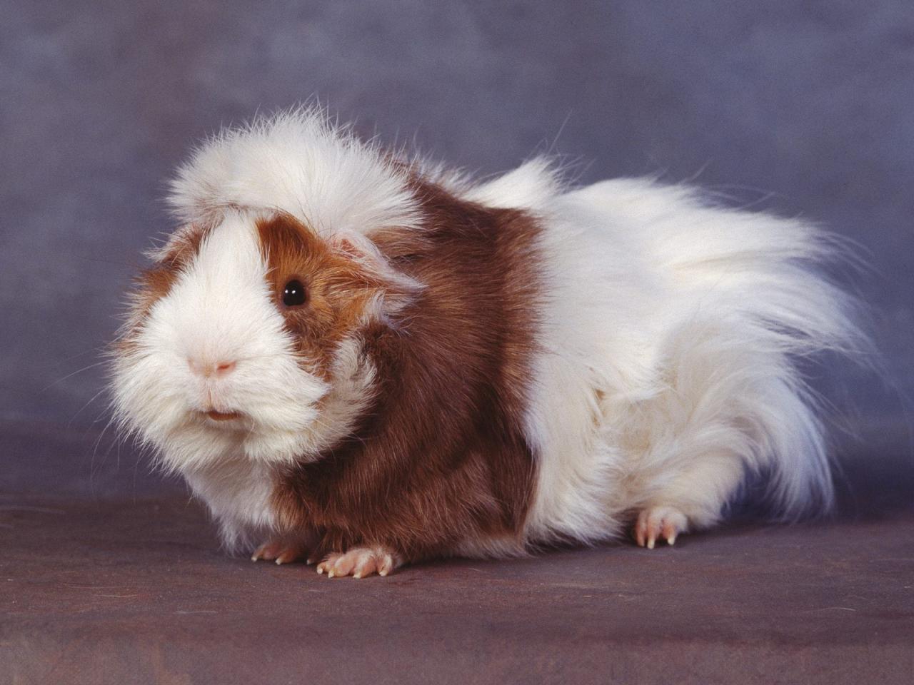 обои Guinea Pig фото