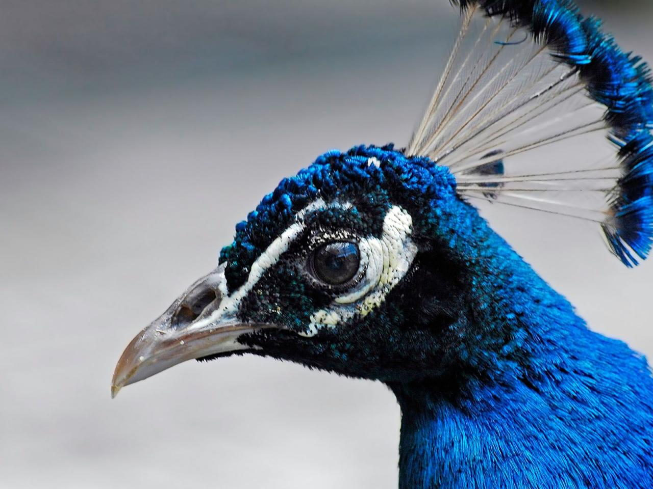 обои Female of the peacock фото