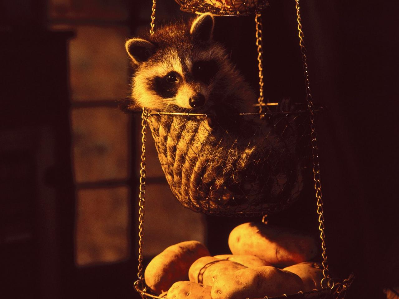 обои Hanging Basket, Raccoon фото