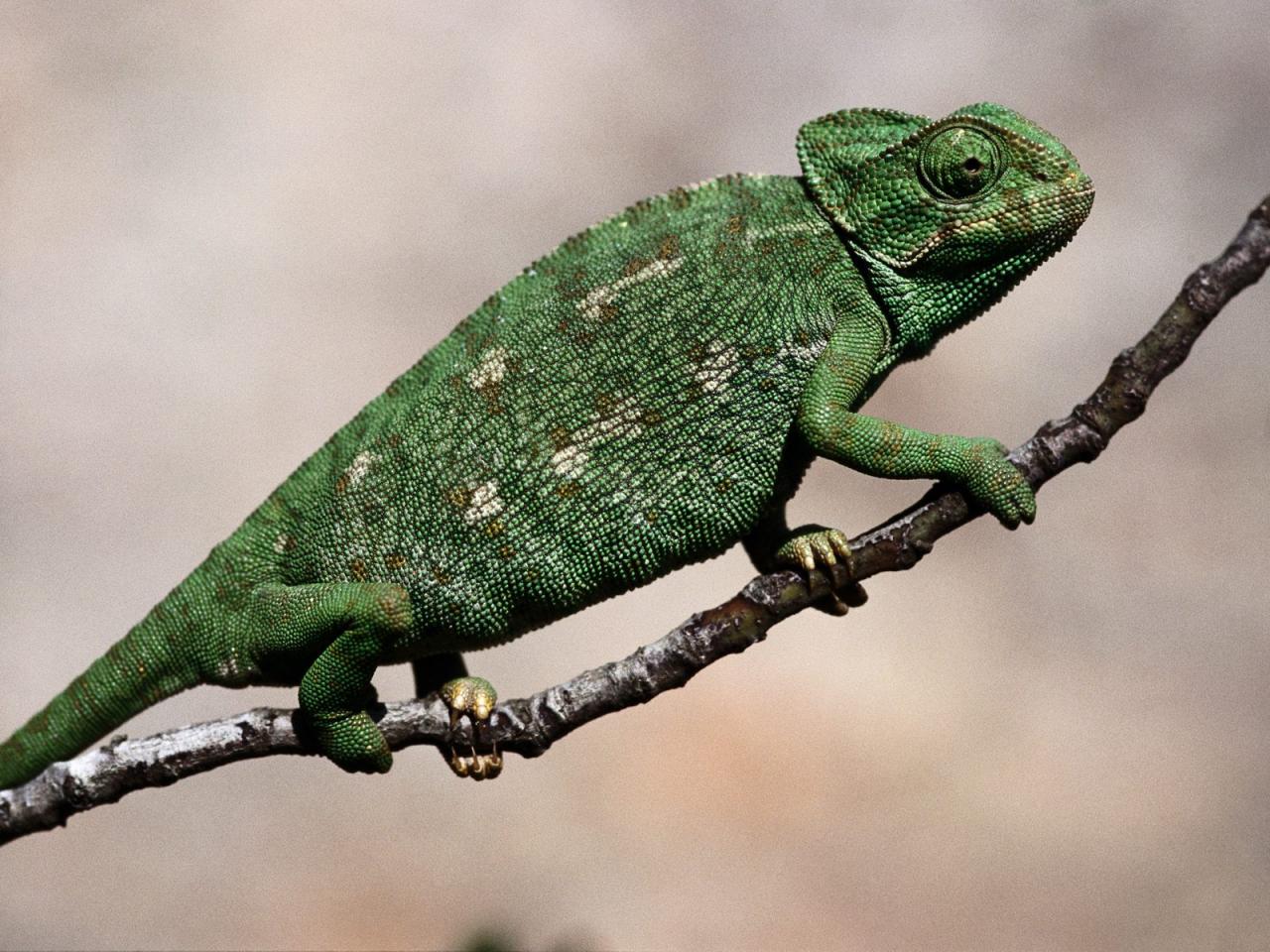 обои Mediterranean Chameleon, Algarve, Portugal фото