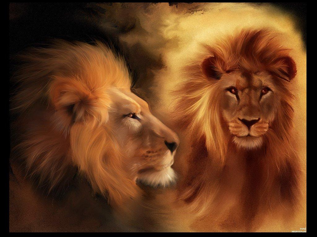 обои Львы самцы фото