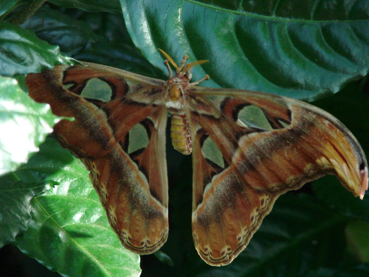 обои Бабочка на листе фото