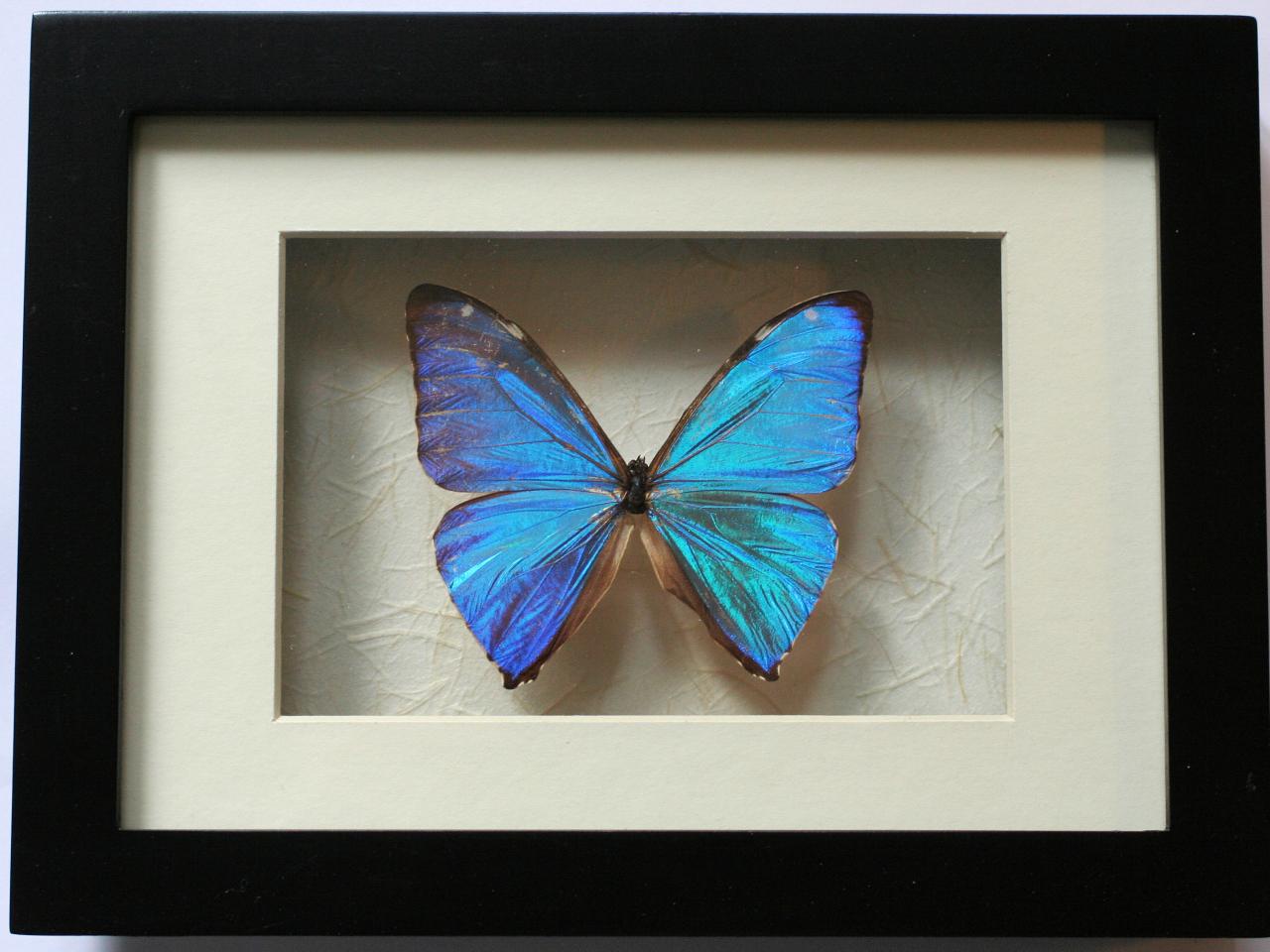 обои Morpho Brilliant фото