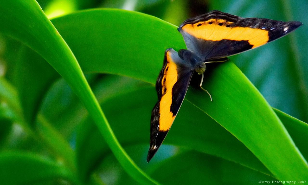 обои Butterfly on petal фото