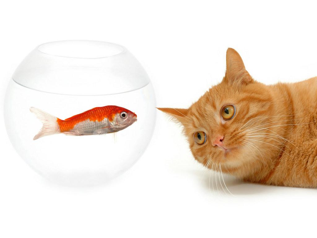 обои Кот и рыбка фото