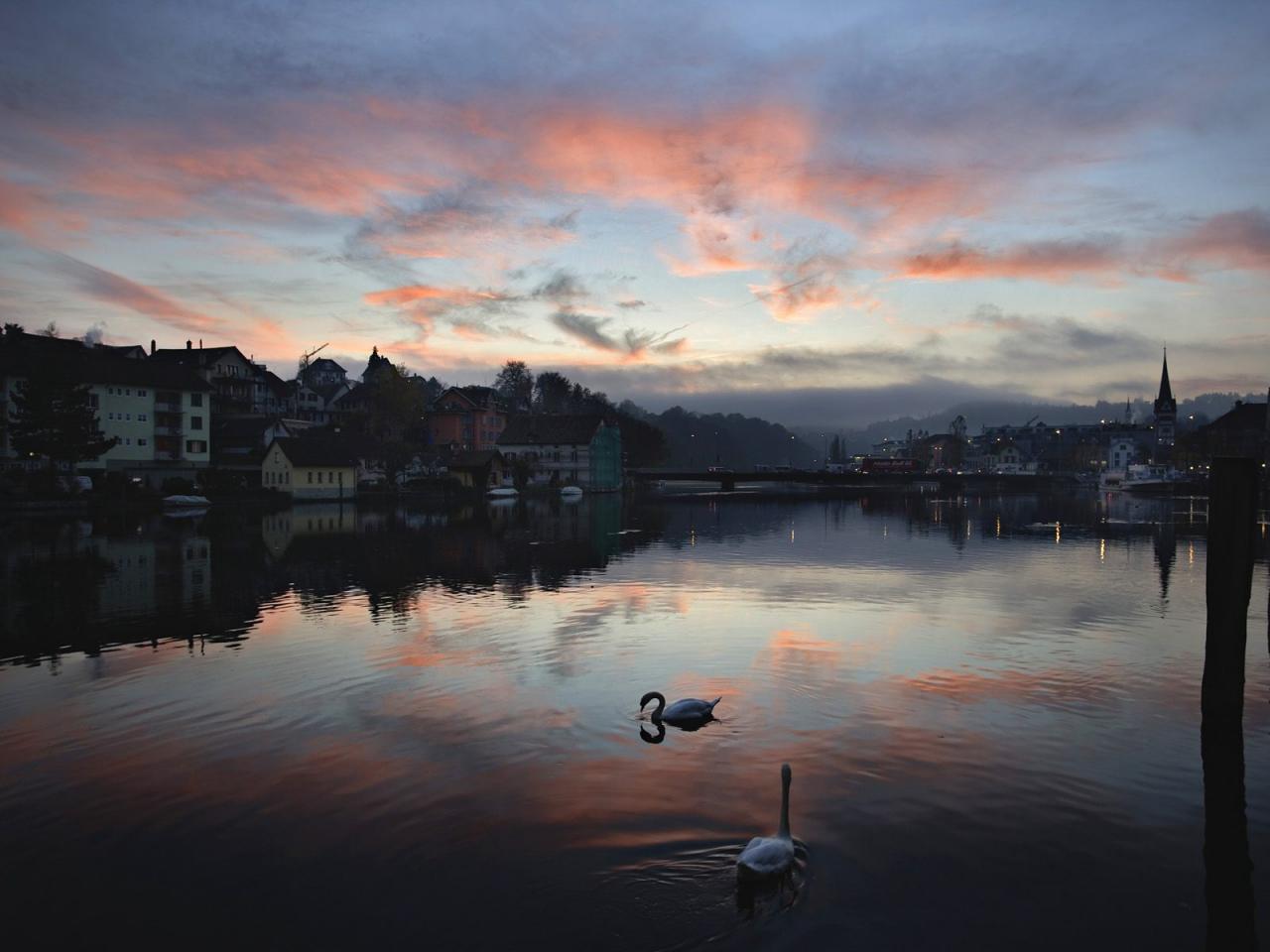 обои Swans on the Rhine River at Sunset, Schaffhausen, Switzerland фото