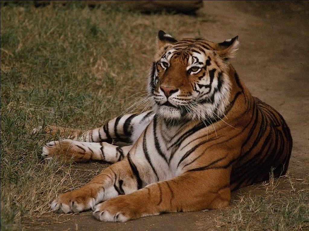 обои Невозмутимость тигра фото