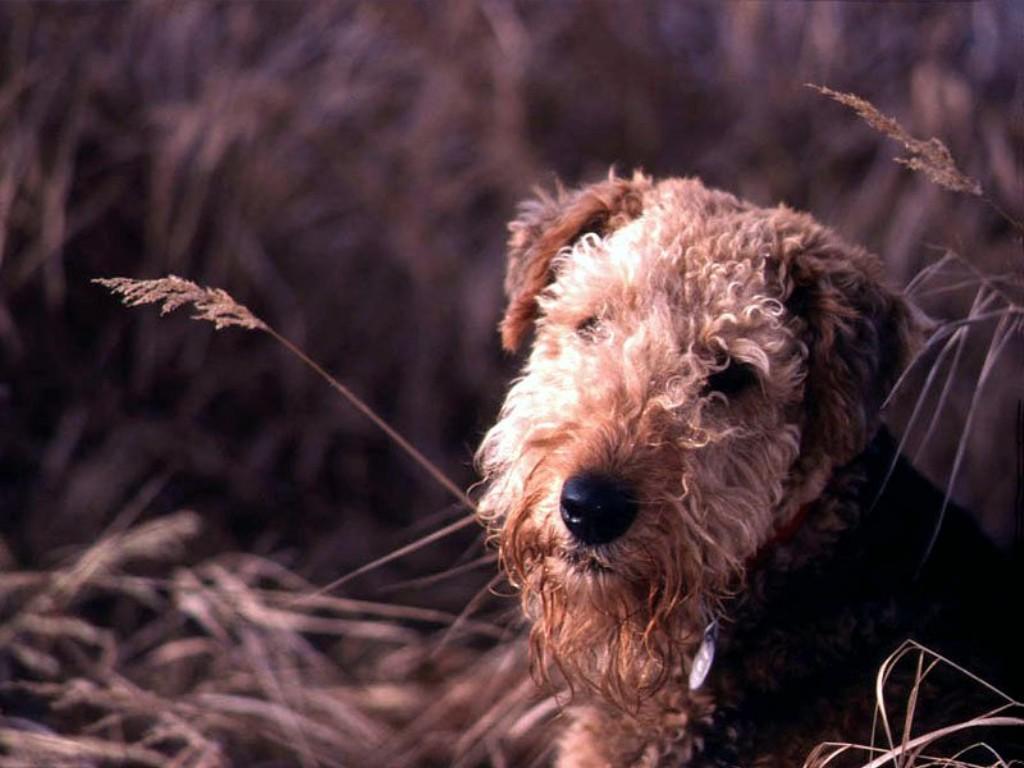 обои Airedale Terrier In The Field фото