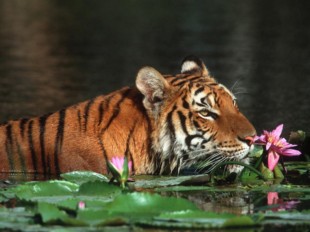 обои Royal  Bengal Tiger фото