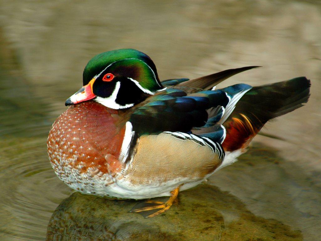 обои Wood Duck фото