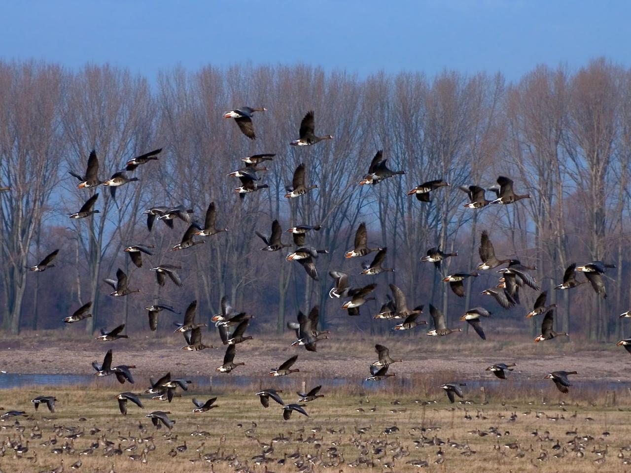 обои Much birds фото