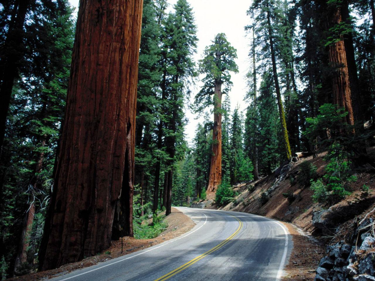обои Redwood Road Sequoia National Park фото