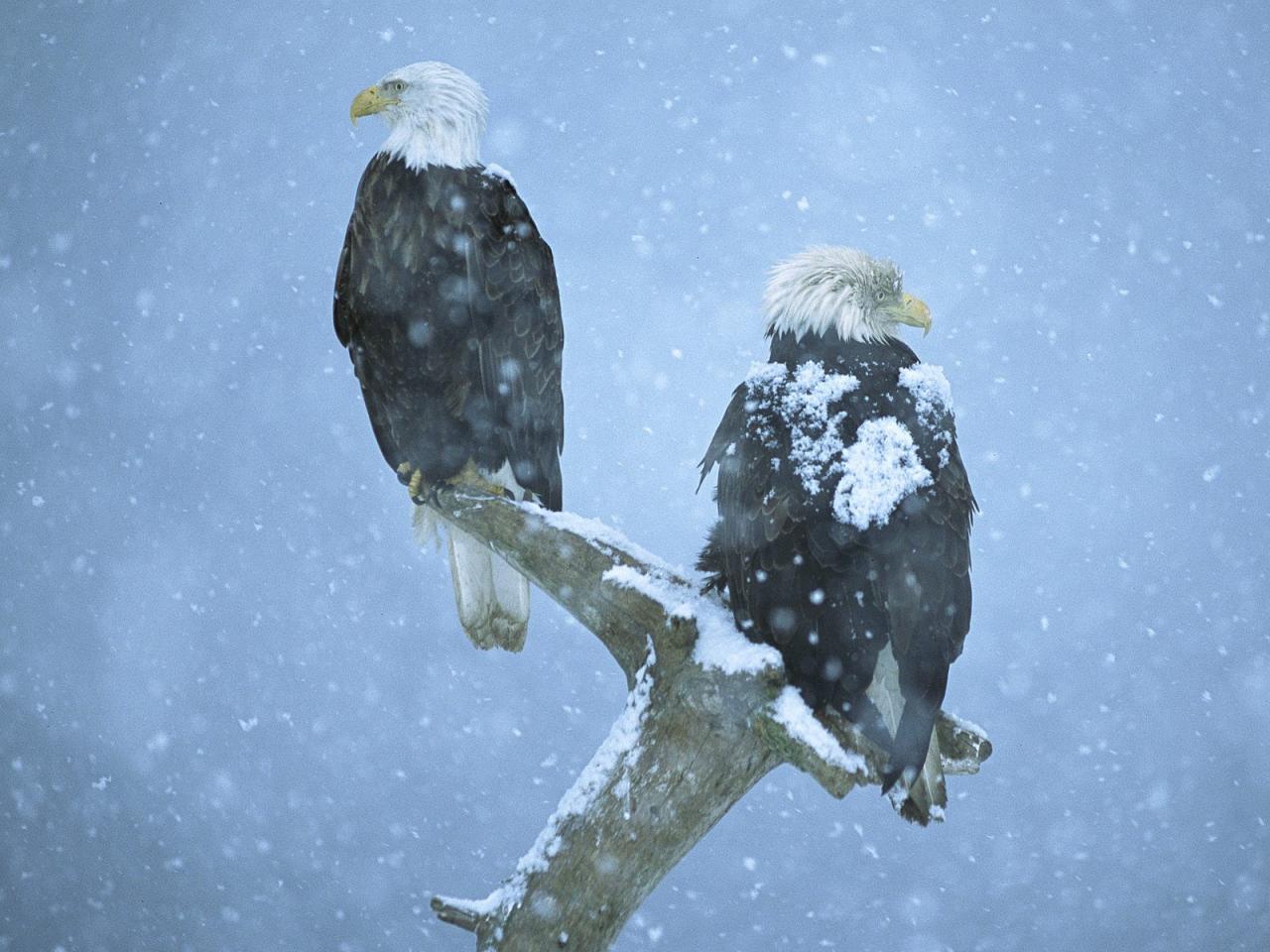 обои Bald Eagles in Falling Snow, Kenai Peninsula, Alaska фото