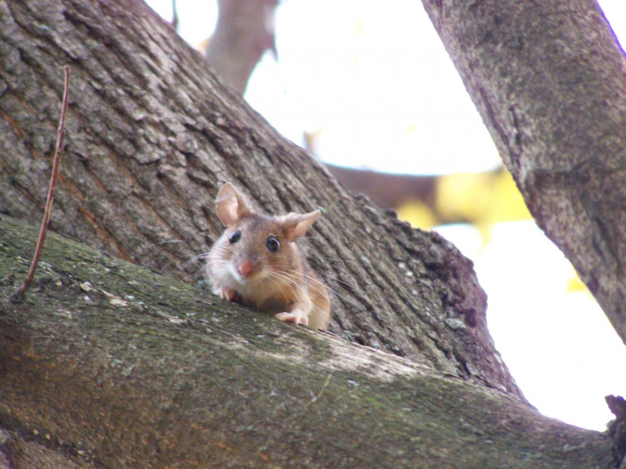 обои Мышонок на дереве фото