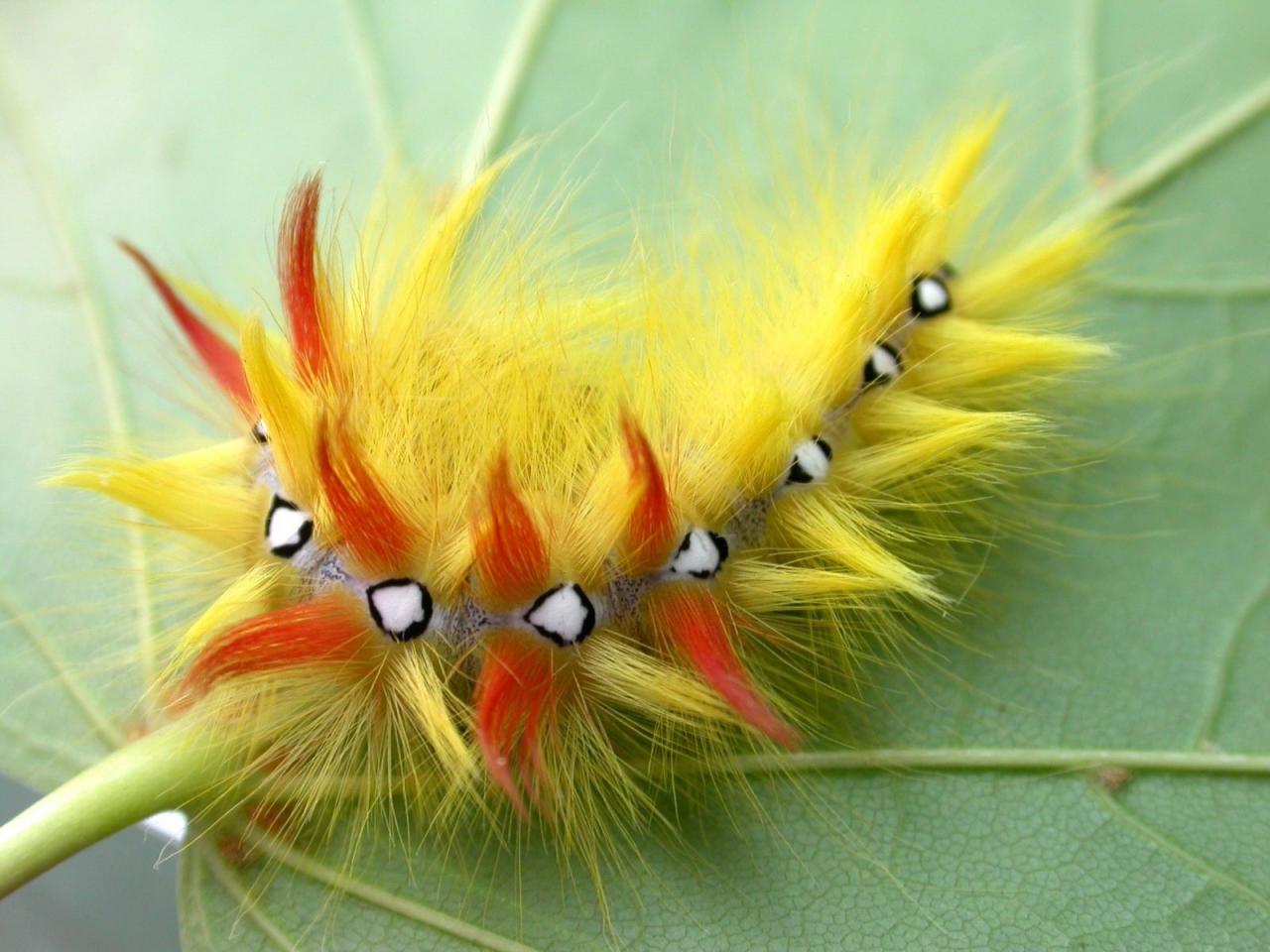 обои Caterpillar with white spot фото