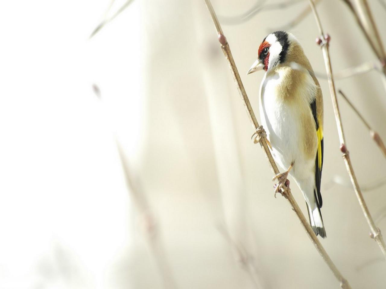 обои Bird in bulrush фото