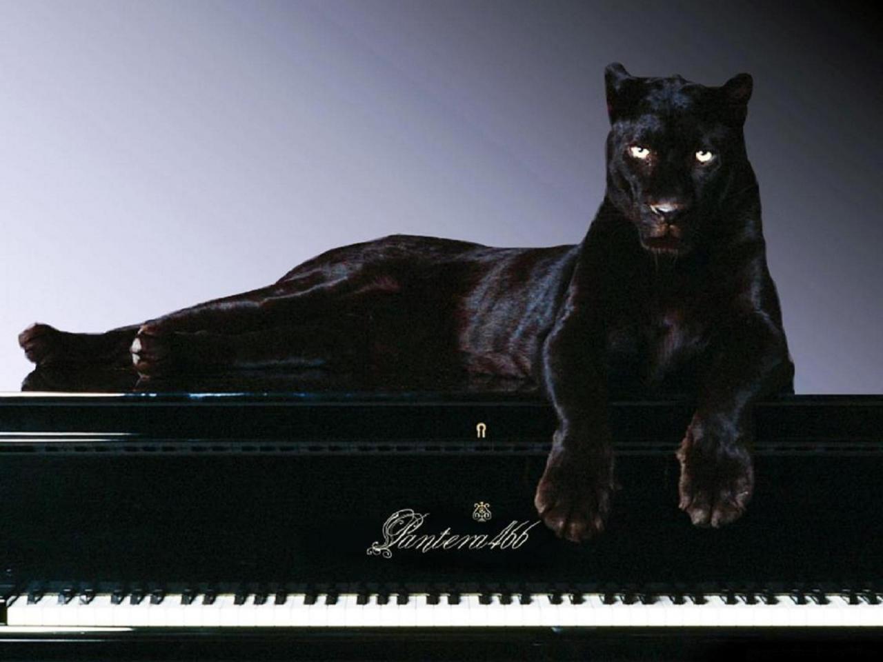 обои Пантера на пианино фото