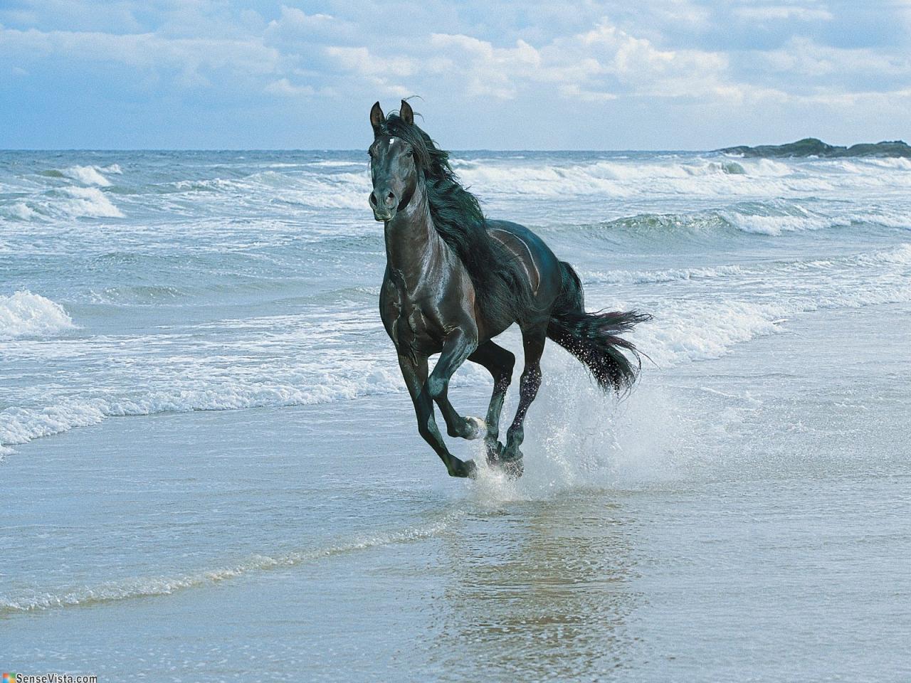 обои Конь на пляже фото