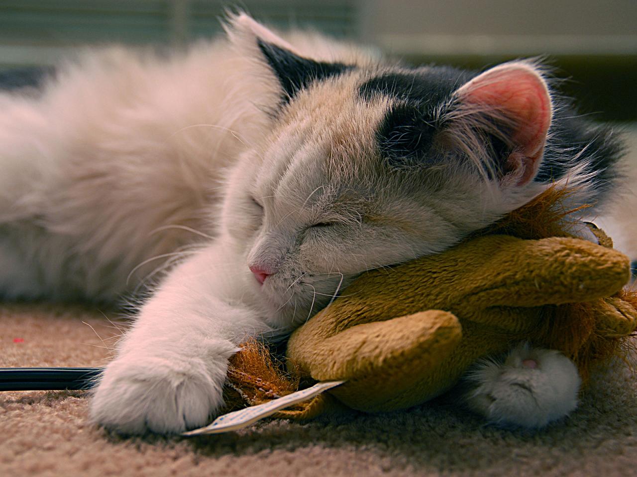 обои Cat sleeps on toy фото