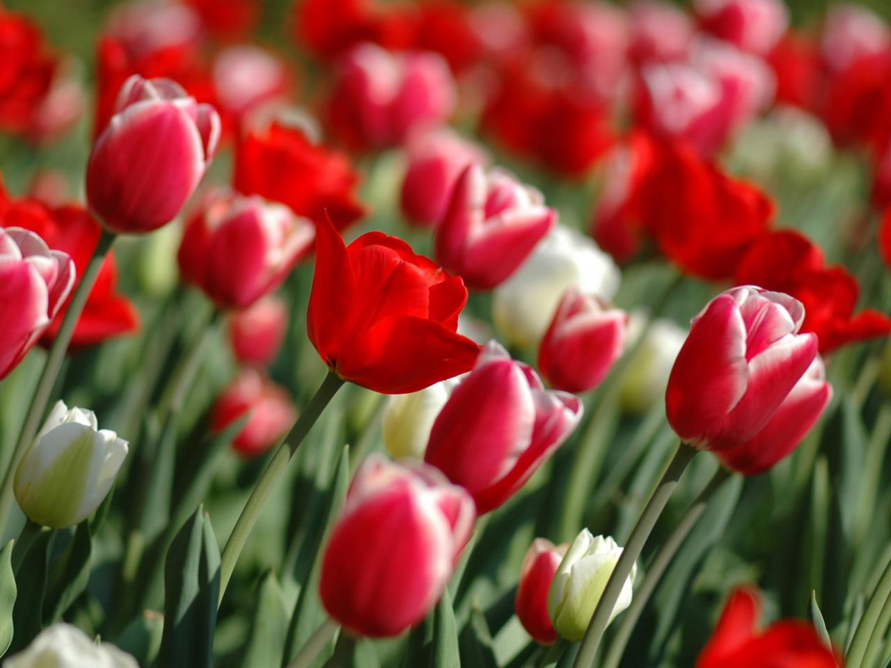 обои Красные и белые тюльпаны фото